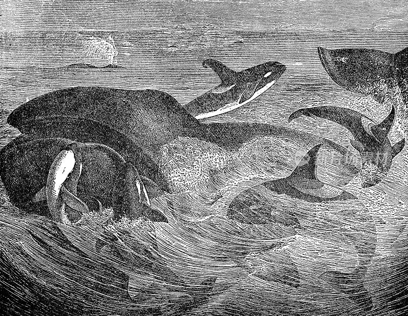 虎鲸群(Orcinus Orca)攻击抹香鲸(Physeter Macrocephalus) - 19世纪